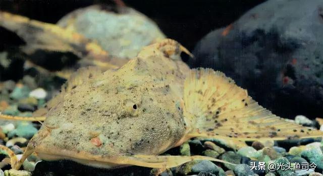 长江名贵鱼前十名，10大凶猛淡水鱼（我国保护的鱼类有87种）