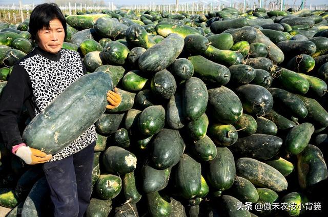 六叶子是什么意思，滁州方言六叶子是什么意思（冬瓜需要整枝打杈摘心吗）