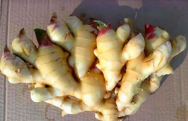 水里养的植物有哪些,最适合室内水养的植物(7种蔬菜根)