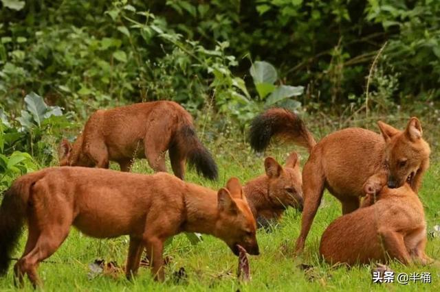 战力最强的老虎，老虎的战斗力排第几（豺狼虎豹中的豺究竟有多厉害）
