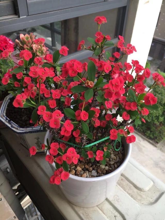 十大室内花卉排名，室内十大吉祥花（6种“漂亮花”）