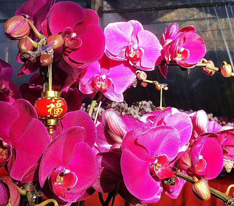 麒麟花的寓意是什么，客厅摆放麒麟的图片（海南迎春花市年味渐浓）