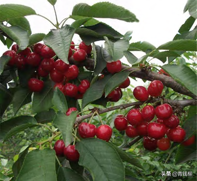 布鲁克斯樱桃种植管理技术，布鲁克斯樱桃几年结果（大樱桃栽培技术及病虫害防治技术要点）