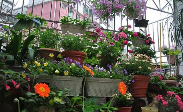 鲜花营养液自制，如何简单调制鲜花营养液（自制4种养花“营养液”）