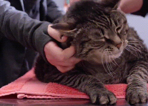 宠物店猫咪多少钱一只，宠物店猫咪多少钱一只猫（但宠物店老板不会告诉你）