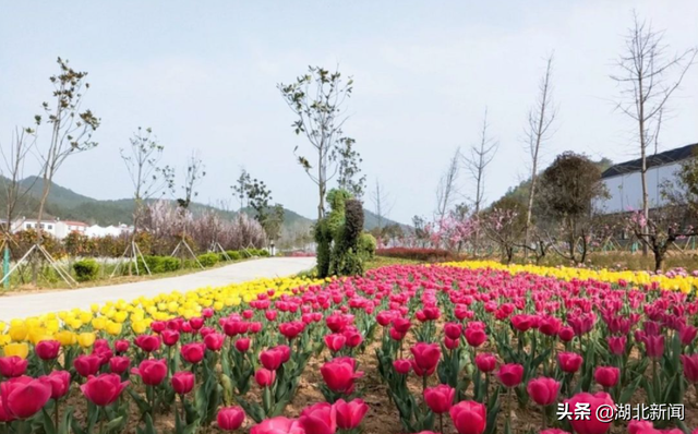 武汉市花是什么，武汉什么花是市花（三月的湖北全是花花花花花花）