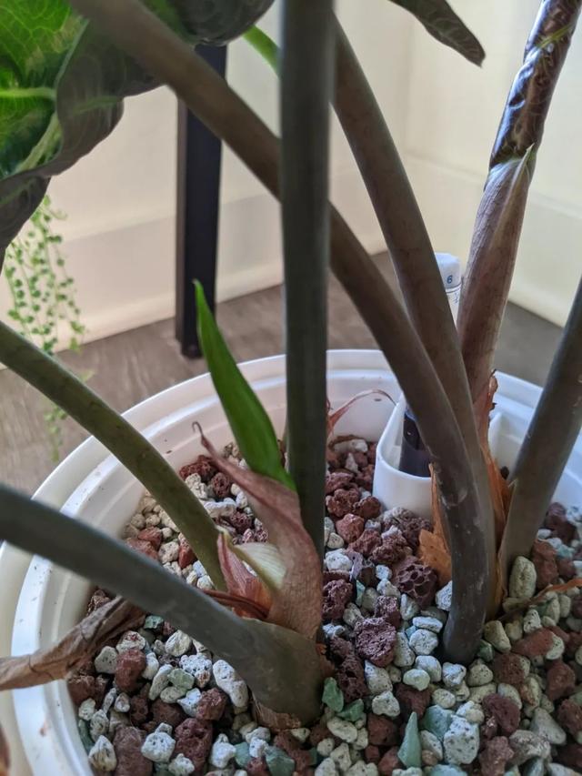 尖尾芋的养殖方法，教你从配土和浇水上养好这一大类植物