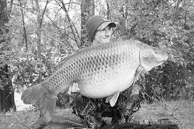 鲫鱼一年能长多大，土鲫鱼能长多大（有些鲫鱼大到不敢想象）
