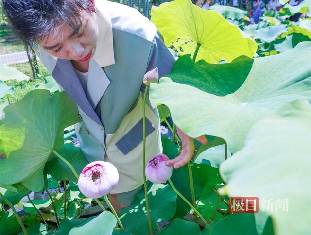 千瓣莲精品荷花，千瓣荷花……珍品莲首现武汉植物园荷花展