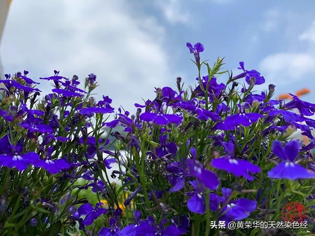 红色加蓝色是什么颜色，红色和蓝色搭配是什么颜色（中国传统色彩：山梗紫）