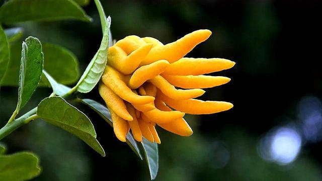 佛手果多少钱一斤，佛手多少钱一斤（年收入几十万不是梦）