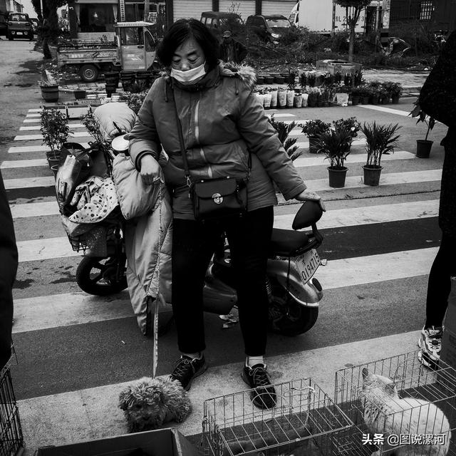 宠物市场在哪里，成都的宠物狗市场在那里呀（漯河宠物市场印象）