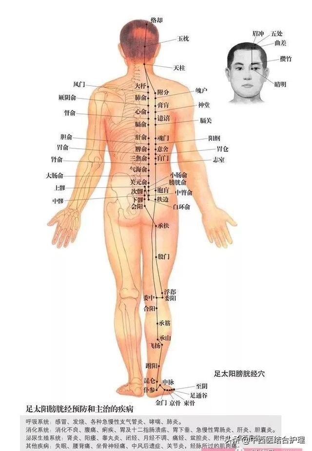 大小腿刮痧方向图解，刮痧瘦腿方向是从上往下还是从下往上（腿的经络从下往上推和从上往下推有什么不同）