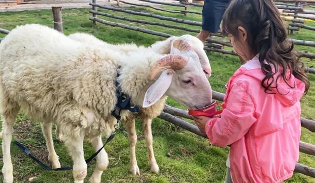 惠州澳头有什么好玩的，惠州澳头有什么好玩的吗（2021年最后一个慢时光的周末）