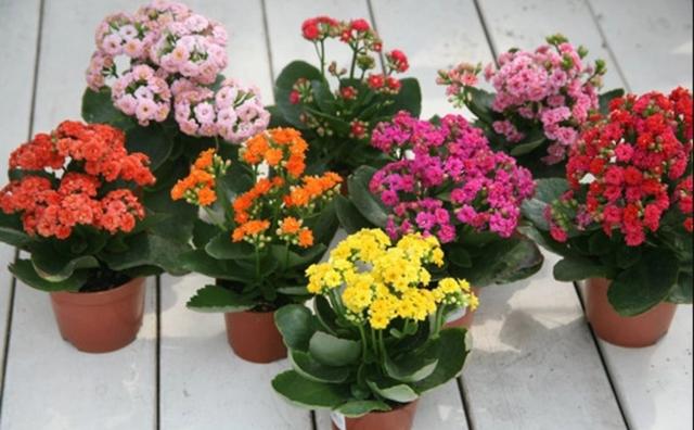 室内适合养殖什么，室内适合养殖什么项目（6种“健康花”）