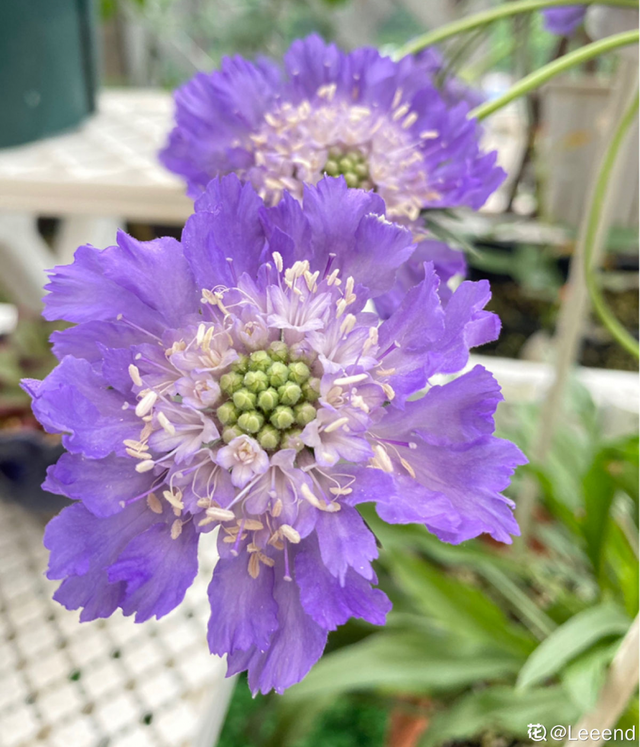 春天丛生的开花植物，50种花春天播种