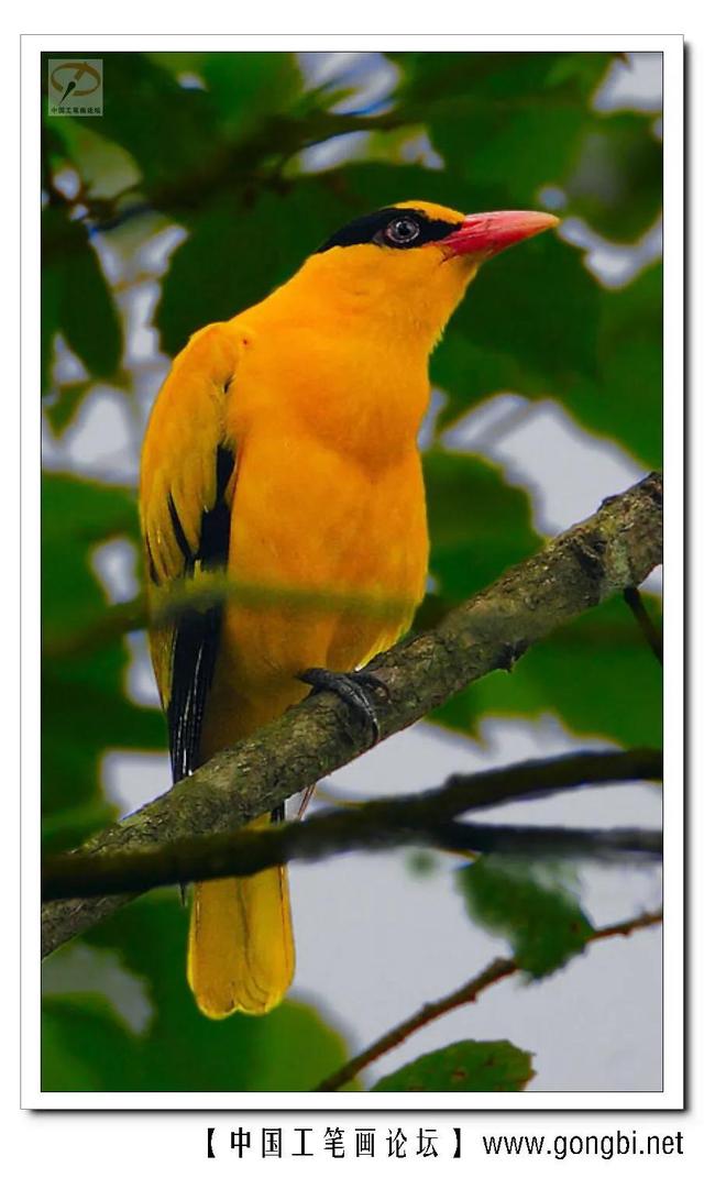 各种黄鹂鸟的各种叫声，大自然的小小精灵——黄鹂鸟