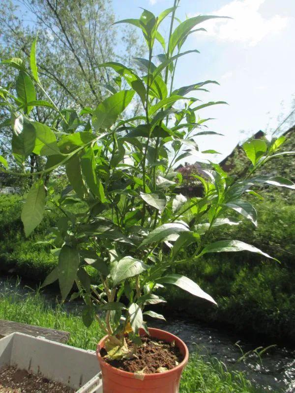 夜來香什麼季節開花,夜晚開花燦爛的夜香樹(夜來香什麼時候開花的)