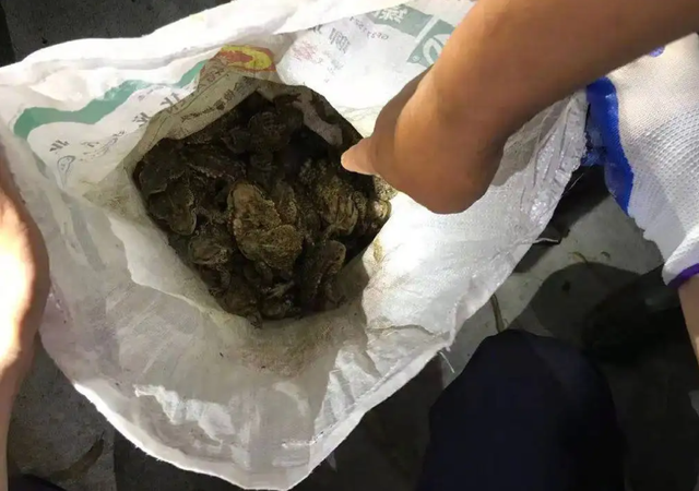 蟾蜍有毒吗，很多人或许都觉得很意外（红色的蟾蜍有毒吗）