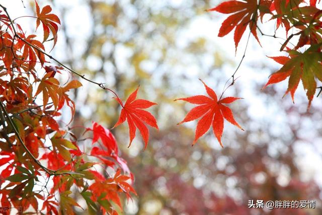 宽容个性话语，宽容个性话语怎么写（乐观的心态来自宽容）