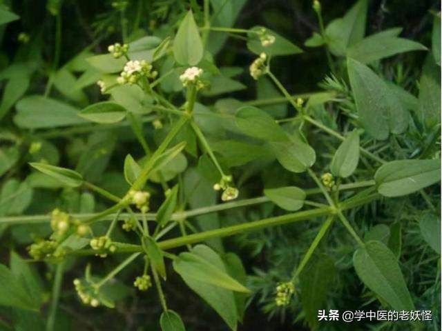红茜草的功效与作用，妇科调经要药——茜草