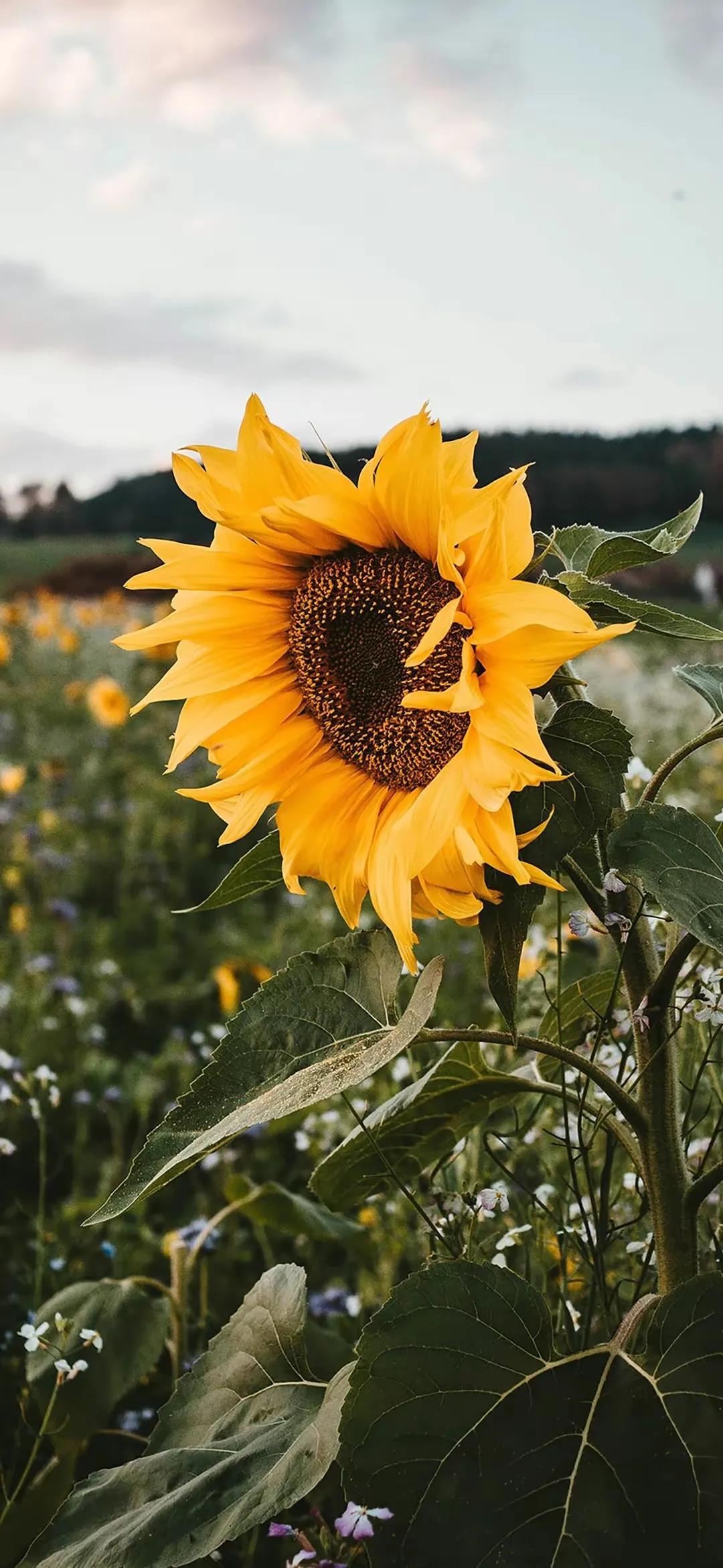 温柔花朵系列全屏壁纸,超清精美图片(高清花朵壁纸唯美) - 彝家农业网