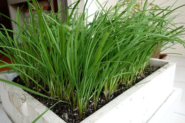 冬天吃什么菜好，冬天吃什么菜最好（下雪天冻不死）