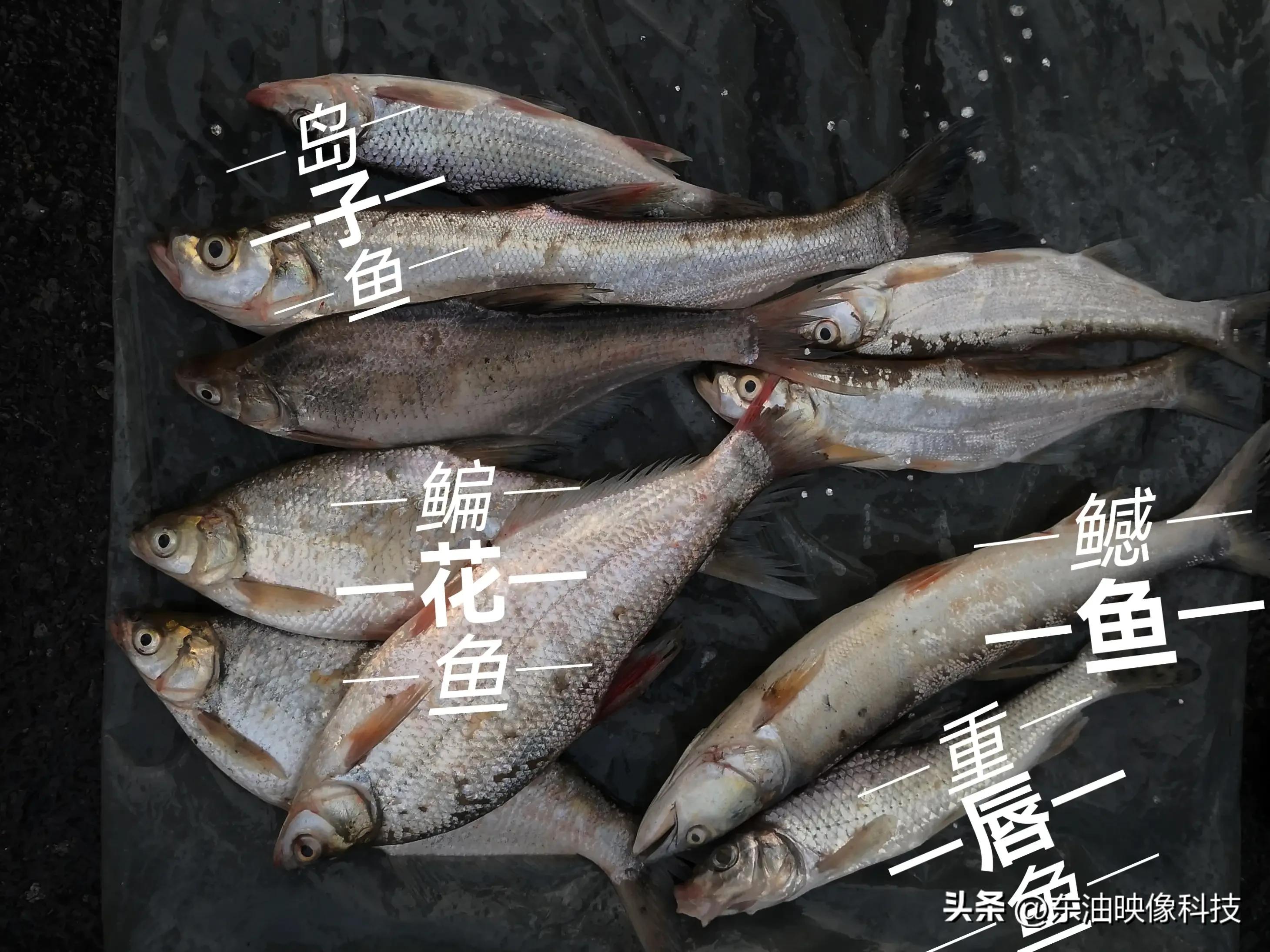 淡水鱼的品种 淡水鱼的品种识别 - 珍缘易学