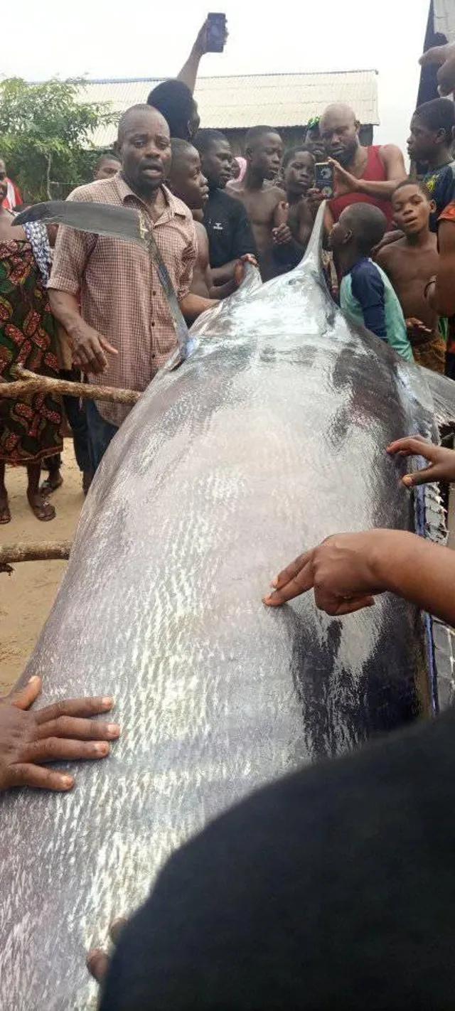 swordfish是什么鱼，swordfish是什么鱼怎么吃啊（非洲渔民抓到一条200斤大鱼）