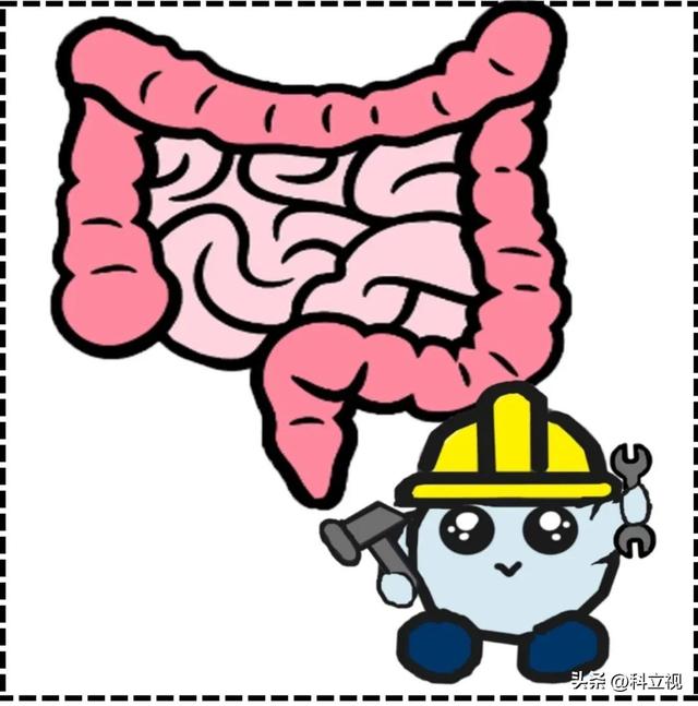 乳酸菌的作用与功效，益生菌和乳酸菌的作用与功效（乳酸菌的好处居然那么多）