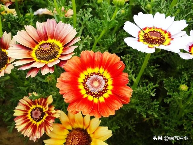 花环菊什么时候开花，花环菊是多年生吗（花环菊）