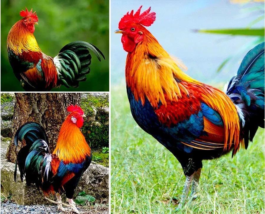 大公鸡全身的羽毛是什么的,它的冠子是什么的(公鸡的冠子图片)-益写作