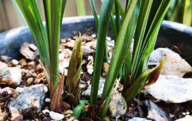 养兰花用土有什么讲究，种兰花用什么土最好（养兰花的土不是只能买“兰花土”）