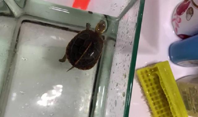 黄缘龟是水龟还是半水龟，黄缘龟是深水龟还是浅水龟（小黄缘龟水养好还是陆地养好）