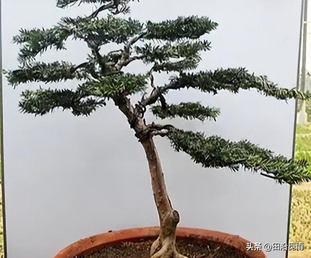 红豆杉修剪方法图解，红豆杉的修剪（临水、悬崖、斜干、曲干最漂亮）