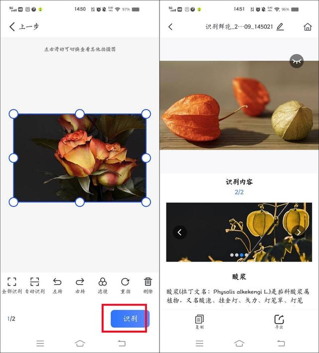 怎么用百度图片功能识别自己不认识的植物，如何百度图片识别植物（如何拍照识花名？好用方法来了）