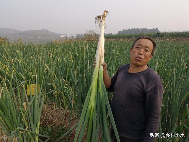 保存大葱的好办法，买回来的大葱别扔在地上