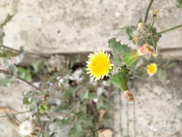 那些四月里开出绚烂花儿的野生植物们，四月有什么花开花