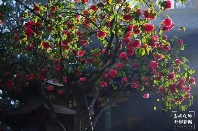 云南花海旅行记，春天，来云南与七彩花海相遇