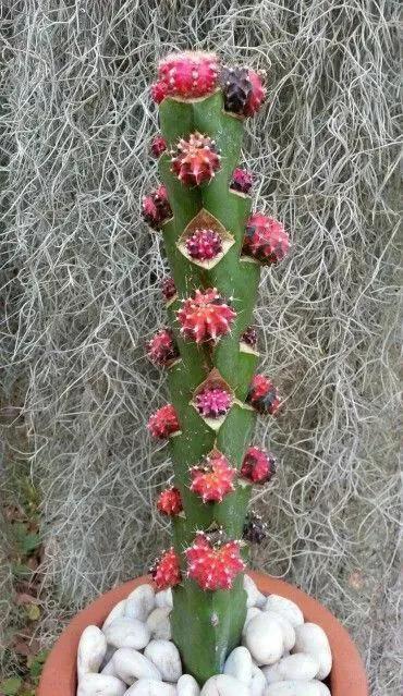 仙人掌开花图片，八种开花勤快的仙人掌植物（40多种罕见的仙人掌开花图）