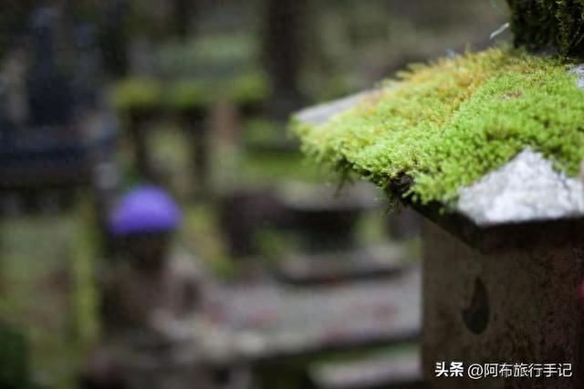 高野山徒步，穿过一片日本大名生前惦记，死后想埋的幽暗森林