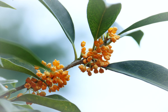 四季桂花树种植技术，四季桂花树的种植技术（开花时满院子香味）