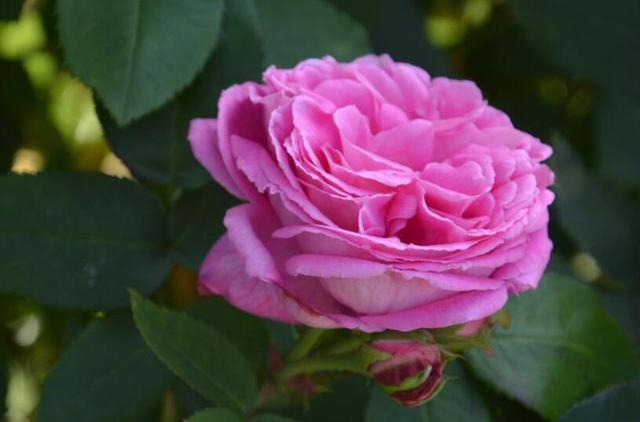 格局大必成大器的星座女，又美又有气质又强大的星座女（有容人之量的星座）