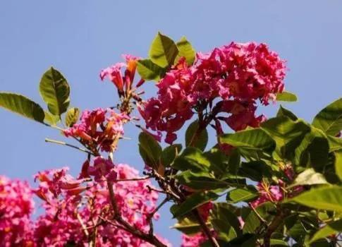 紫花风铃木可以盆栽吗，紫花风铃木北方能成活吗（分享——紫花风铃木）