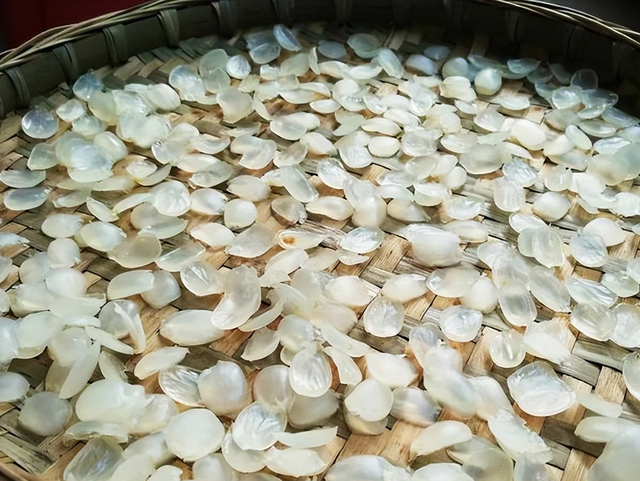 皂角米多少钱一斤，真正的皂角米多少钱一斤（能做糖水、洗衣、洗头）