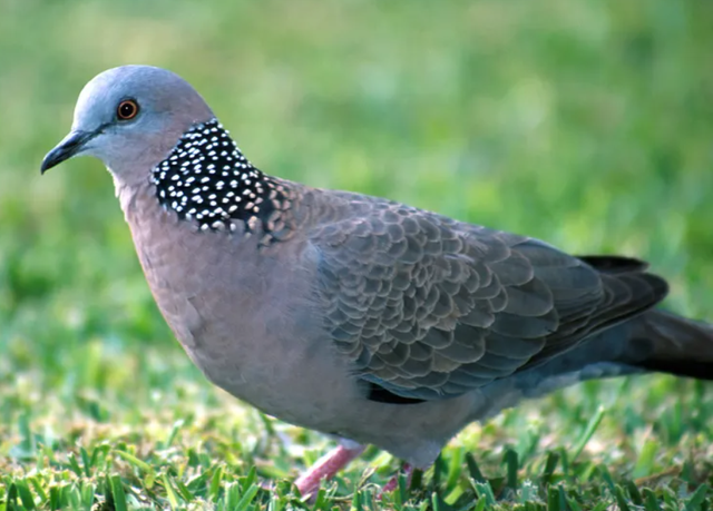 关关雎鸠是成语吗，“关关雎鸠”（为何说吃它的肉会有很大的危害）