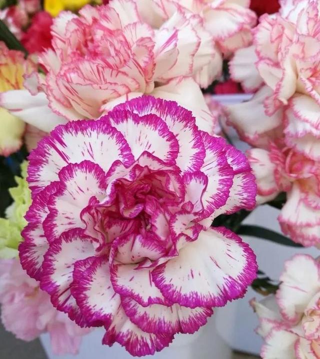 看望病人买什么鲜花，适合送病人的鲜花有哪几种（哪些花代表健康、平安、幸福）