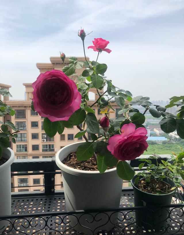 红色贵族是什么意思，贵族指的是什么（长得像牡丹的月季—伊芙·红色贵族香水）