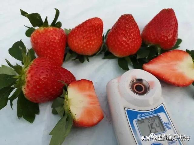 九九草莓特点，九九草莓有几个品种（中国草莓主要产地分布及品种介绍）