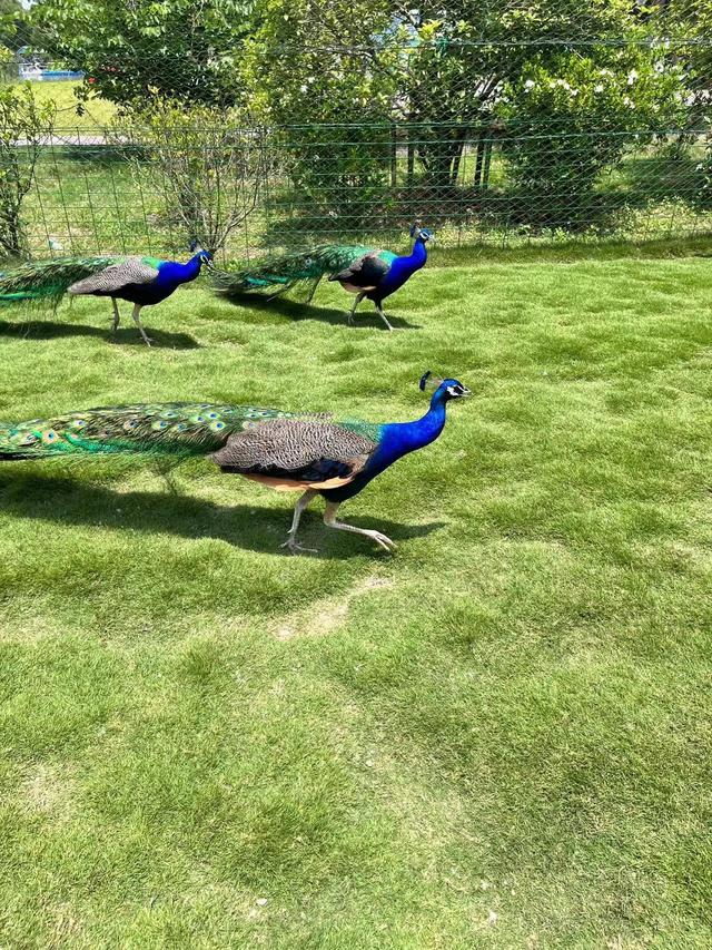 孔雀是不是短尾鸟，孔雀是短尾巴鸟还是长尾巴鸟（最漂亮的鸟-孔雀）